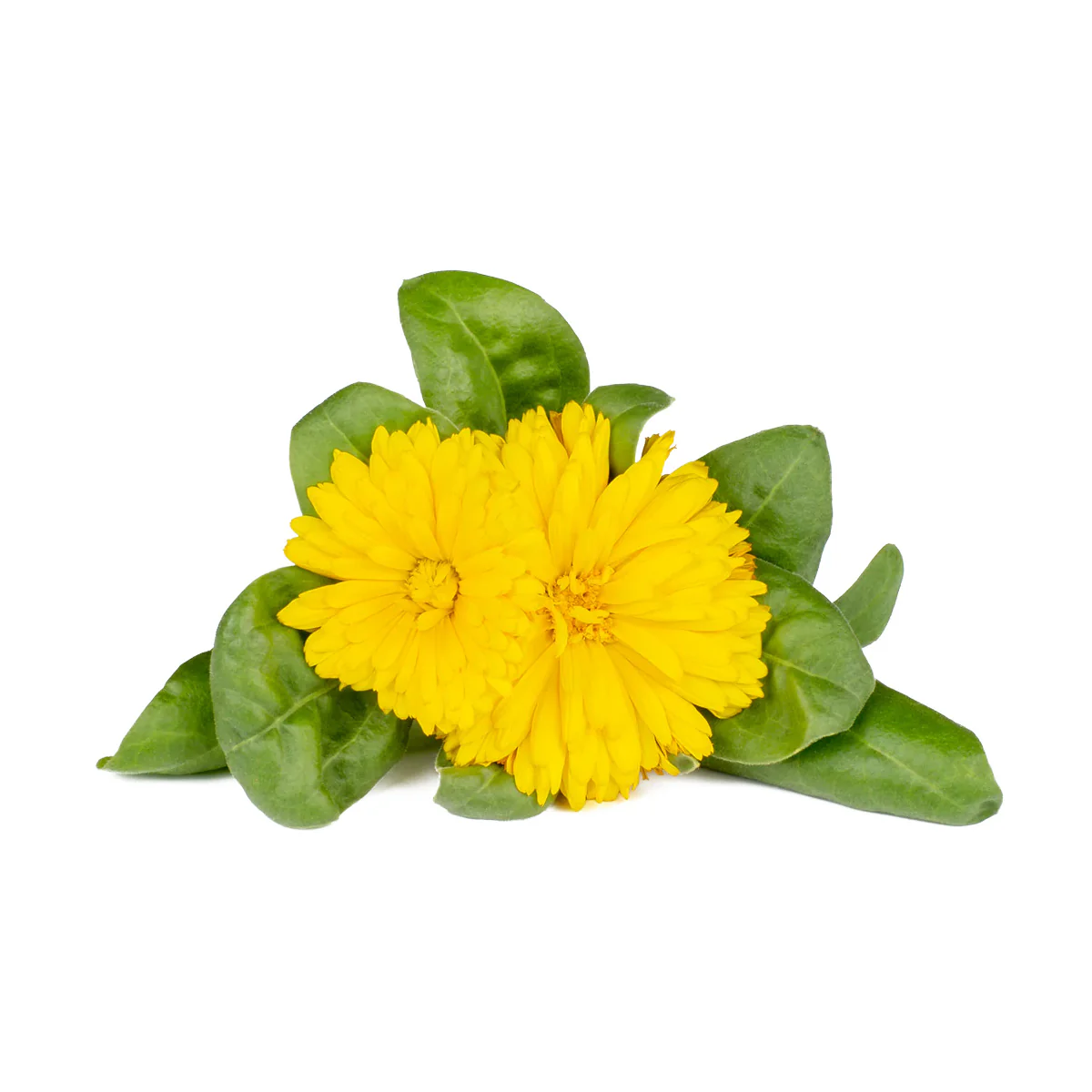 Organic Fresh Golden Calendula