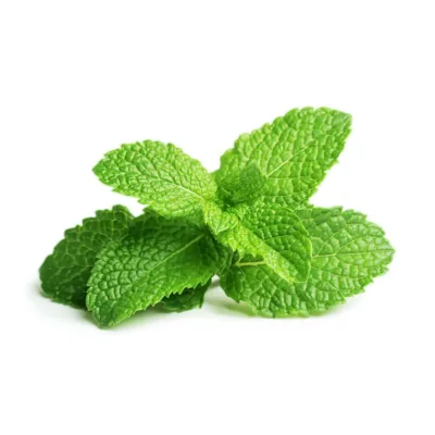 Fresh Tropical Organic Mint Herb