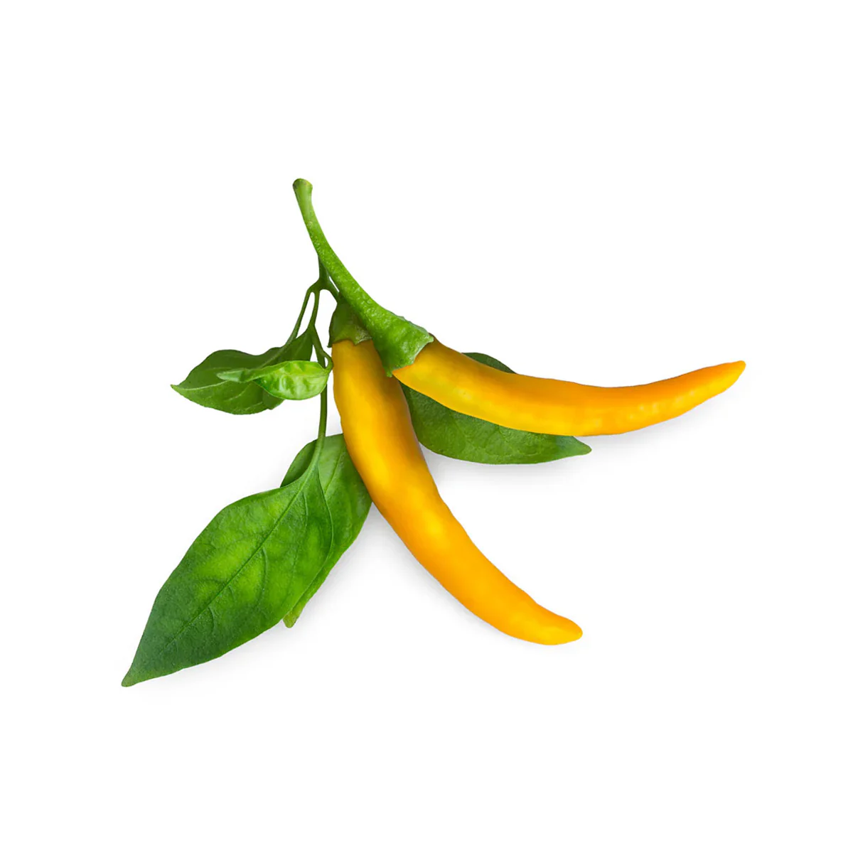 Tropical Sweet Yellow Chili Pepper