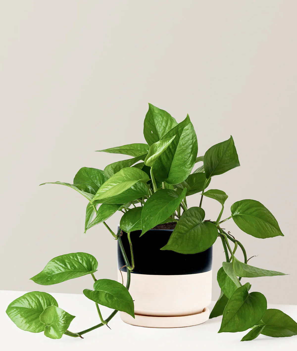 Monstera Deliciosa