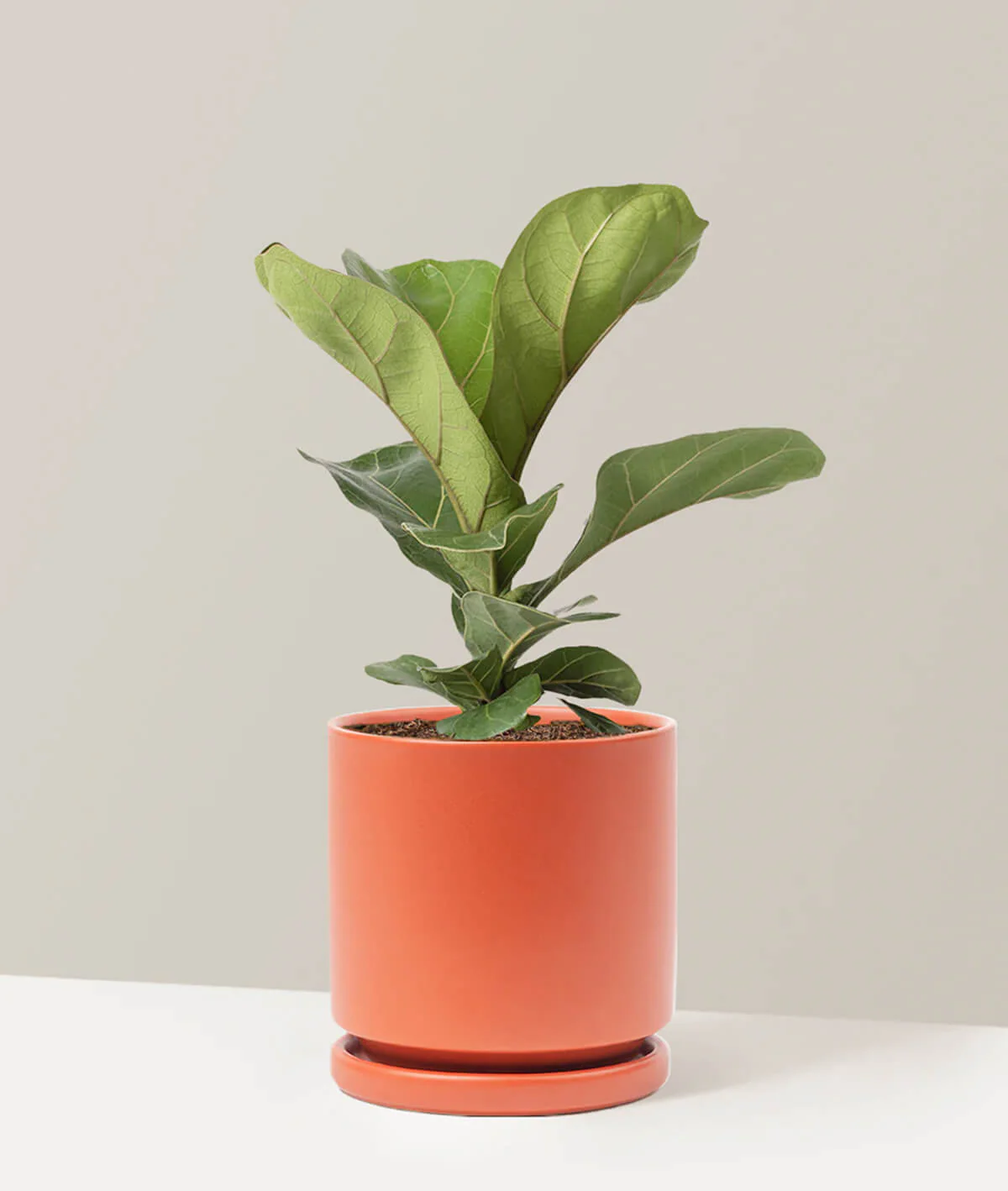 Fiddle Leaf Fig