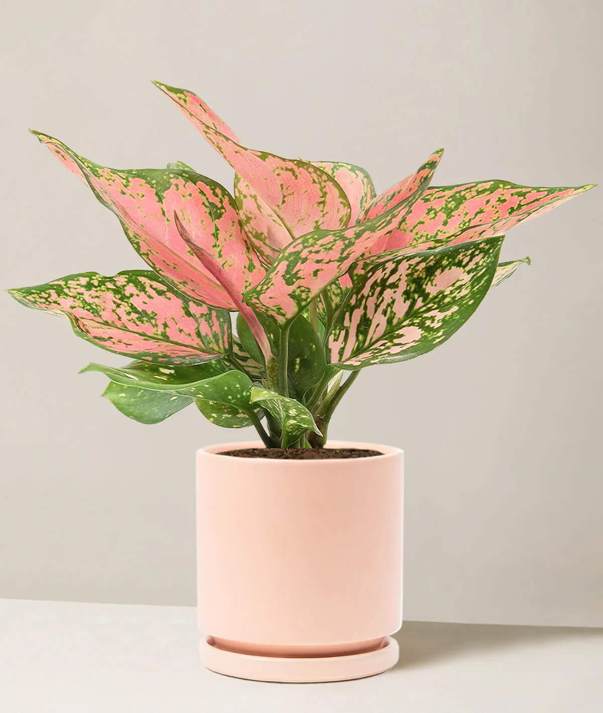 Aglaonema Wishes