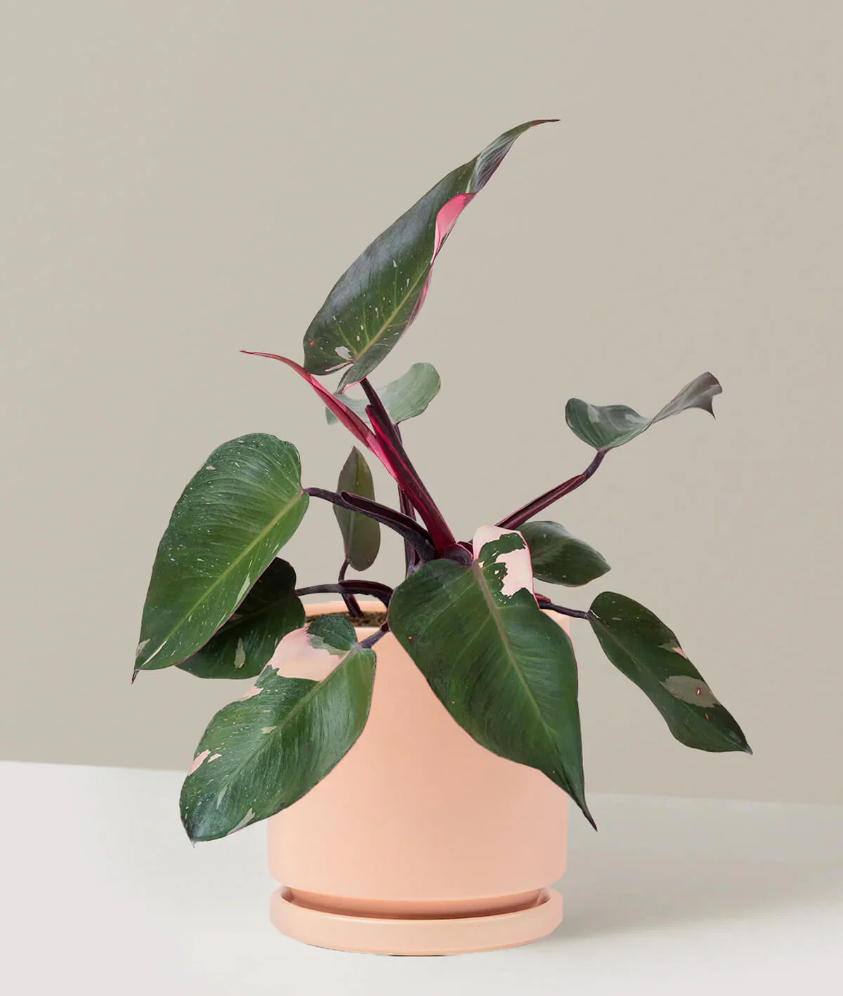 Philodendron Pink Princess